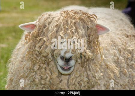 Pecora domestica, Devon e Cornwall Longwool RAM, primo piano della testa, Inghilterra, Regno Unito Foto Stock