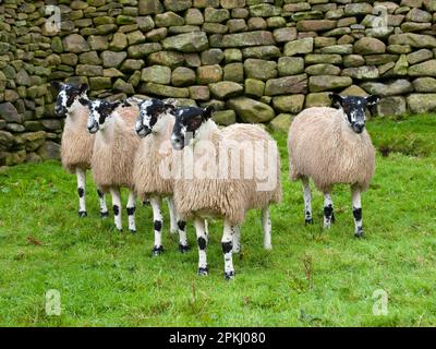 Pecora domestica, pecora mulo, gregge in piedi accanto a un muro di pietra a secco in pascolo, Dunsop Bridge, Lancashire, Inghilterra, autunno Foto Stock