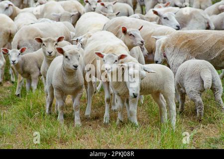 Pecora domestica, pecore di Lleyn con agnelli sirizzati Charollais, gregge in parco, Cheshire, Inghilterra, Regno Unito Foto Stock