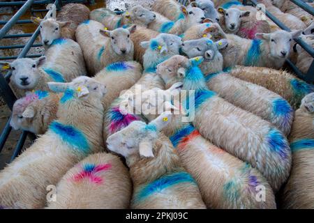 Ovini domestici, agnelli, gregge spray marcati in penne al mercato, Welshpool mercato del bestiame, Welshpool, Powys, Galles, Regno Unito Foto Stock