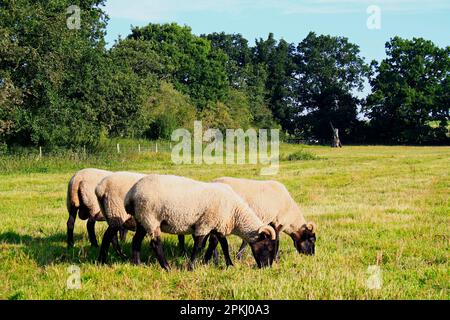 Pecore domestiche, montoni e pecore del Corno del Norfolk, pascolo in habitat di pascoli grezzi e pascoli acidi, progetto delle acque di testa di Little Ouse, il Frith, Sud Foto Stock