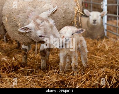 Pecora domestica, Texel croce tra pecora e neonato Texel agnello, su letto di paglia in agnello capannone, Welshpool, Powys, Galles, Regno Unito Foto Stock