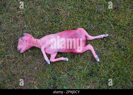 Pecora domestica, feto di agnello abortito, su pascolo, Lancashire, Inghilterra, Regno Unito, Europa Foto Stock