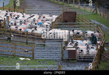 Pecore domestiche, pecore grezze, gregge raccolte in penne e annegate da contadini, Tebay, Cumbria, Inghilterra, Regno Unito Foto Stock
