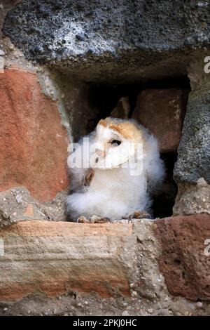 Capannone (Tyto alba), giovane, Pelm, Kasselburg, Eifel, Germania, Europa Foto Stock