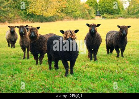 Pecora domestica, Wensleydale nero, sei pecore, recentemente storco, in piedi in pascolo, Bacton, Suffolk, Inghilterra, Regno Unito Foto Stock