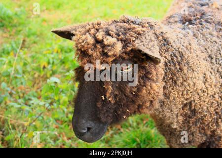 Pecora domestica, Wensleydale nero, pecora, recentemente shorn, primo piano di testa, Bacton, Suffolk, Inghilterra, Regno Unito Foto Stock