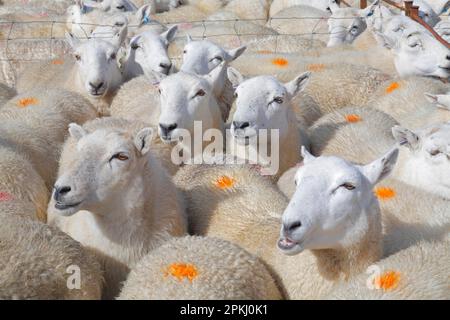 Pecore nazionali, pecore gallesi di montagna, gregge in attesa di essere venduti alla Fiera delle pecore da allevamento, Llanidloes, Powys, Galles, Regno Unito Foto Stock