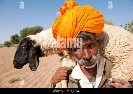 Pastore di Bishnoi, primo piano, che porta pecore sulle spalle, deserto di Thar, Rajasthan, India Foto Stock