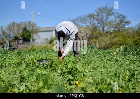 Bizerte, Tunisia. 07th Apr, 2023. 7 aprile 2023, Bizerte, Tunisia: Bizerte, Tunisia. 07 aprile 2023. Gli agricoltori raccolgono piselli in un campo di Bizerte, Tunisia. Gli agricoltori tunisini sono stati particolarmente colpiti dalla grave siccità in corso e dalle conseguenti restrizioni all'irrigazione dei loro campi, con il rischio di un fallimento delle colture. Credit: ZUMA Press, Inc./Alamy Live News Foto Stock