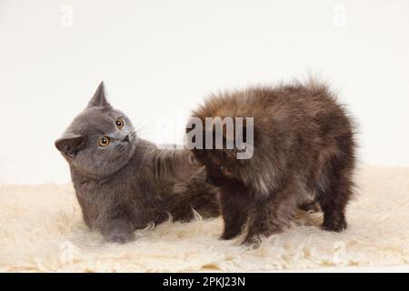 British Shorthair e Small Spitz, cucciolo, 12 settimane Foto Stock