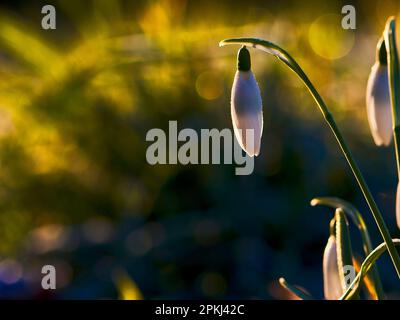 Snowdrop singolo (Galanthus nivalis) retroilluminato su sfondo verde. Foto Stock