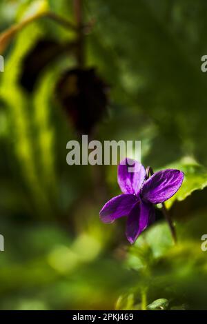 Ripresa a livello del suolo di un primo cane violetto fiorito in ombra sottobosco in una soleggiata primavera mattina Foto Stock