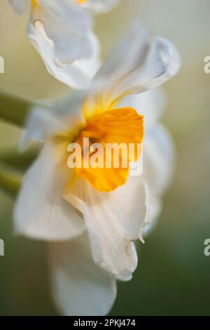 Narcissus ‘Geranium’ in fiore in primavera. Le specie sono originarie dell'Europa meridionale e del Nord Africa, e crescono in boschi e prati Foto Stock