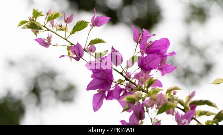 Fiori di bouganvillea viola che fioriscono nel giardino Foto Stock
