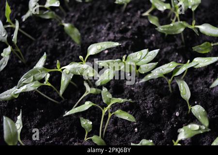 Giovani piantine fatte in casa di peperone dolce in terra nera, letti di verdure. Foto Stock