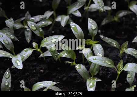 Giovani piantine fatte in casa di peperone dolce in terra nera, letti di verdure. Foto Stock