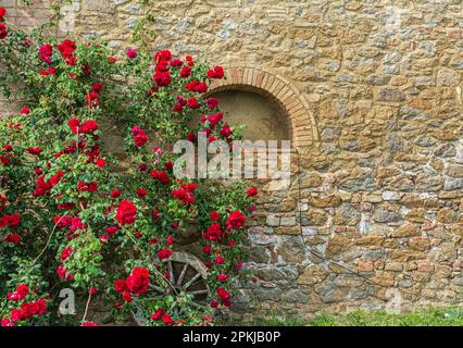 Pianta di rose rosse rampicanti su un muro di una tipica struttura rurale toscana - angoli di charme - Gambassi Terme, regione Toscana in cenral Italia - Europa Foto Stock