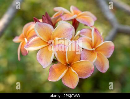 Vista in primo piano di un frangipani giallo arancione e rosa rosso luminoso e colorato o di un gruppo di fiori plumeria isolati all'aperto su sfondo naturale Foto Stock