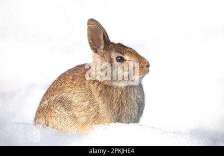 Primo piano ritratto di un coniglio cotontail orientale seduto in una foresta invernale. Foto Stock