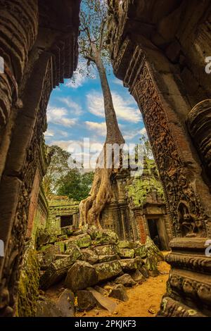Splendida vista del tempio di Ta Prohm con un grande albero vecchio a Siem Reap, Cambogia Foto Stock
