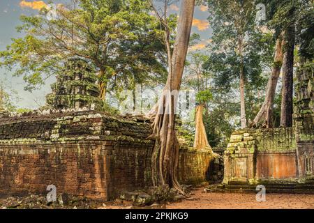Splendida vista del tempio di Ta Prohm con un grande albero vecchio a Siem Reap, Cambogia Foto Stock