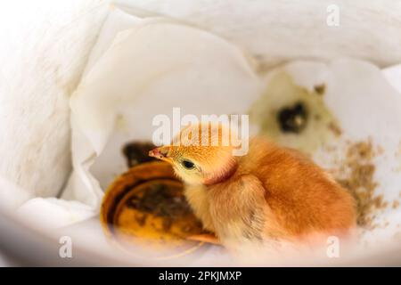 Pollo per bambini su sfondo bianco. Carino piccolo pulcino giallo sulla vista dall'alto della fattoria. Primo piano. Divertente animale domestico di pollo. Fuori fuoco. Foto Stock