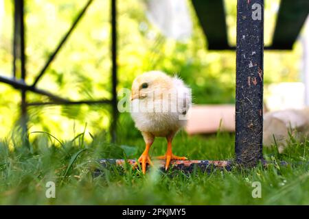 Pollo per bambini giallo. Sfocare un pollo piccolo su uno sfondo verde sfocato natura. Bianco giovane pollo a piedi. Fuori fuoco. Foto Stock