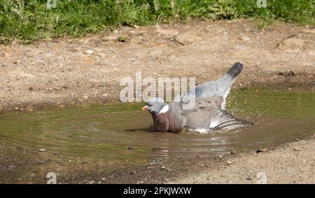 Un piccione di legno adulto, Columba Palumbus, bagno in una pozzanghera durante il tempo caldo in aprile vicino a casa. North Dorset Inghilterra Regno Unito GB Foto Stock