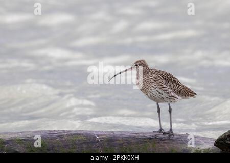 Waders o Shorebirds, Curlew eurasiatico maschio (Numenius arquata). Foto Stock