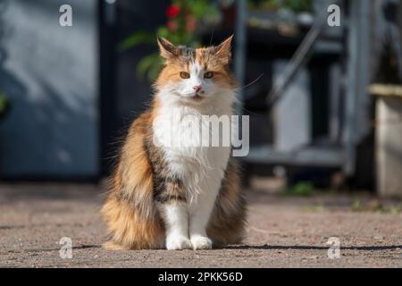Divertente gatto giocoso seduto sul cortile. Giovane gatto randagio Foto Stock