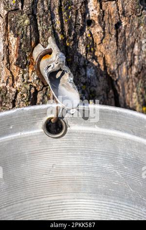 Goccia di sap che scorre dall'acero in un secchio in primavera, vista ravvicinata. Foto Stock