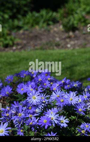 Anemone blanda Foto Stock