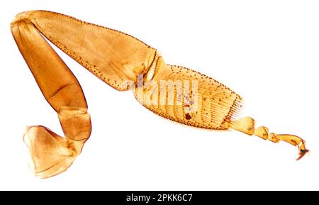 Polline su una gamba di ape, montaggio completo, 8X micrografia leggera. Gamba portatrice di polline di un'ape di miele, Apis, sotto un microscopio leggero. Foto Stock