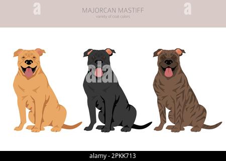 Majorcan Mastiff clipart. Set di tutti i colori del mantello. Infografica sulle caratteristiche di tutte le razze di cani. Illustrazione vettoriale Illustrazione Vettoriale