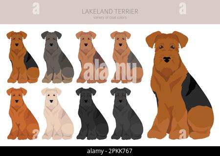 Lakeland terrier Clipart. Pose diverse, colori del cappotto impostati. Illustrazione vettoriale Illustrazione Vettoriale