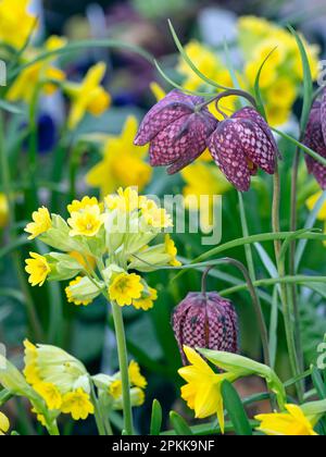 Fritillaria meleagris - Capo del serpente Fritillario e cowslips Primula veris metà aprile Norfolk Foto Stock