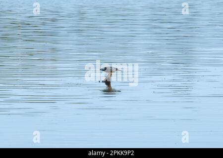 Ardeidae rapina sull'acqua al lago Sandoval. Uccello Heron guardando la sua caccia all'acqua. Uccello in posizione di caccia. Fotografia metaforica guidata da obiettivi Foto Stock