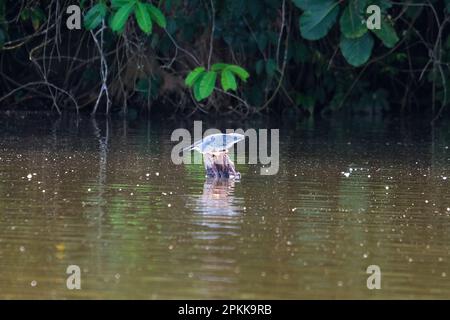 Ardeidae rapina sull'acqua al lago Sandoval. Uccello Heron guardando la sua caccia all'acqua. Uccello in posizione di caccia. Fotografia metaforica guidata da obiettivi Foto Stock