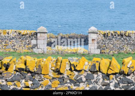 Xanthoria parientina o lichene arancione comune su pareti e rocce sull'isola di maggio, Fife, Scozia, Regno Unito Foto Stock