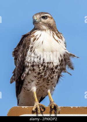 Un giovane falco dalla coda rossa (Buteo jamaicensis), su un cartello vicino Whitewater Draw, Coronado National Forest, Arizona Foto Stock