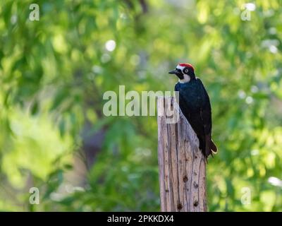 Un picchio di ghianda maschio adulto (Melanerpes formicivorous), Madera Canyon, Arizona meridionale, Arizona, Stati Uniti d'America, Nord America Foto Stock