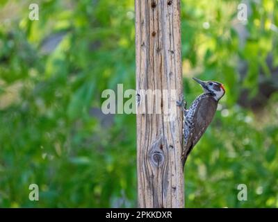 Un picchio di ghianda giovanile (Melanerpes formicivorous), Madera Canyon, Arizona meridionale, Arizona, Stati Uniti d'America, Nord America Foto Stock