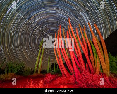 Cactus pipe organo (Stenocereus thurberi) di notte in Organ pipe Cactus National Monument, Sonoran Desert, Arizona Foto Stock