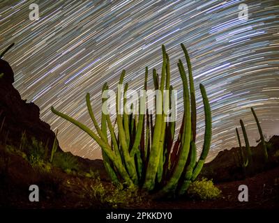 Cactus pipe organo (Stenocereus thurberi) di notte in Organ pipe Cactus National Monument, Sonoran Desert, Arizona Foto Stock