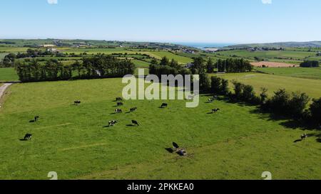 Campi pittoreschi, giorno estivo soleggiato. Animali nel pascolo. Paesaggio agricolo. Bestiame, vista dall'alto. Verde campo di erba sotto il cielo blu Foto Stock