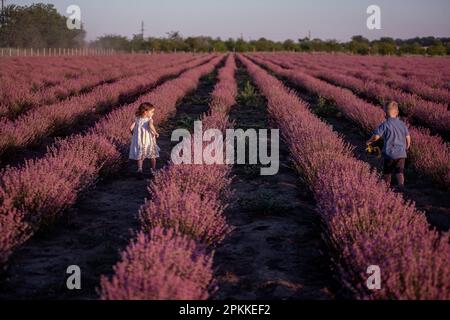 Giocoso ragazza carina ragazzo stanno giocando in file di lavanda campo viola al tramonto. Una piccola coppia corre l'una dopo l'altra, si alza, tiene le mani. Allegro, Foto Stock