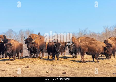 bisonte al parco nazionale dell'isola dell'alce in alberta canada Foto Stock