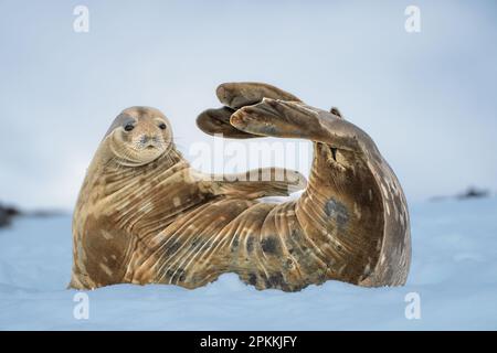 Una foca Weddell (Leptonychotes weddellii), che riposa sulla neve nella penisola antartica, Antartide, regioni polari Foto Stock