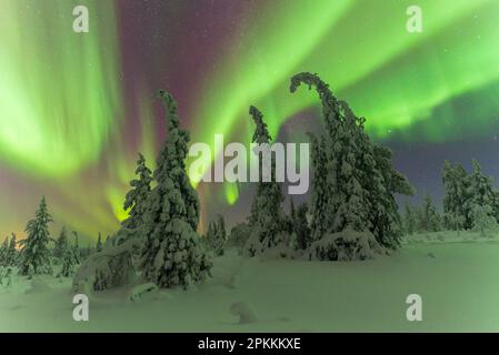 Aurora boreale (Aurora boreale) in una notte stellata danzando sopra la foresta innevata, il Parco Nazionale Pallas-Yllastunturi, Muonio, Lapponia, Finlandia Foto Stock